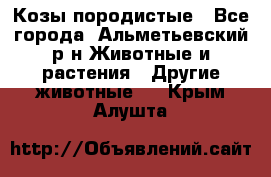 Козы породистые - Все города, Альметьевский р-н Животные и растения » Другие животные   . Крым,Алушта